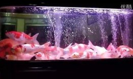 鱼缸在线观看,在线观赏水族之美